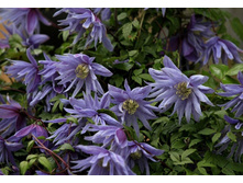 �������� �������� ����-229.jpg