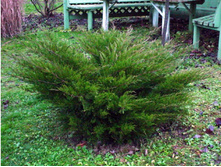 92���. ������������ Juniperus media Mint Julep.jpg