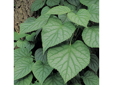 Schizophragma hydrangeoides Moonlight ����������� ��������������� ������� 2 ltr € 6,73 504,96�..jpg