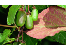 Actinidia kolomikta Adam ��������� ��������� ���� 2 ltr € 5,91 443,08�..jpg