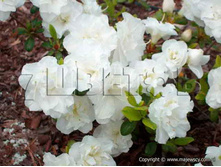 Azalea japonica �btusum ������ �������� ������� -22�C 1 ltr 8-12 € 4,14 310,49�..jpg