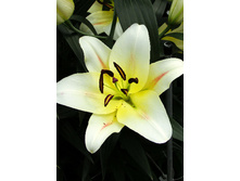 33,22���. ����� �����(��� 5 ��. ���������� �� 2��.).jpg