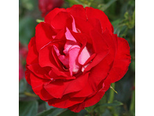 Rosa floribunda Rose Der Einheit.jpg