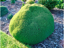 ��� Thuja occ. Teddy P17(C2) 20-25 CM-5,59.jpg