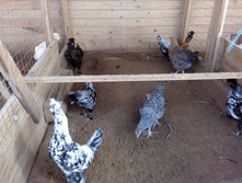 IMG 20161002 122149.jpg