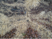 P 20161016 122031 DF.jpg