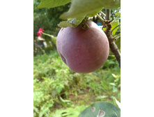 IMG 20160827 123219.jpg