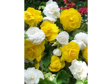 51,3���. ������� ���� №2(�������� ���� �� 2 ��., ����������� ����� 1��.).jpg