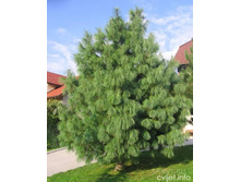 92���. ����� Pinus wallichiana.jpg