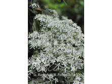 Clematis terniflora �������� ����������� 2-3 (�������) 2 ltr € 6,04 453,21�..jpg