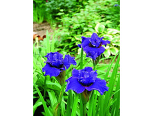 Iris sibirica Ruffled Plus ���� ��������� ������� ���� € 0,79 57,67���..jpg