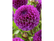 83,5���. �������� ����� ����(�������� ���� �� 1 ��., ����������� ����� 1��.)���16.jpg