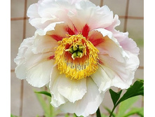 961,9���. ���� ����� ������(�������� ���� �� 1 ��., ����������� ����� 1��.)���17.jpg