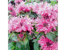 Monarda Cranberry Lace ������� ��������� ���� € 1,48 108,04���..jpg