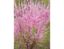 ������� ������������� (���������)-187.jpg