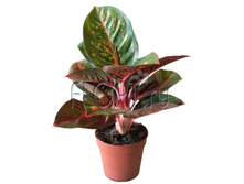 ��������� ������ 12�30. 598,5 ���.jpg