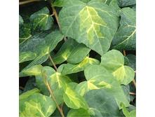 Hedera colchica Sulphur Heart ���� ���������� ������ ���� 2 ltr € 5,77 432,96�..jpg