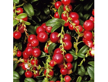 180���. �������� ��� ����.jpg