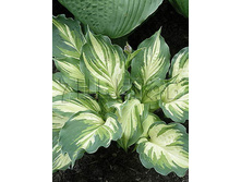 Hosta Lakeside Paisley Print ����� �������� ������ ����� € 1,96 143,08���..jpg