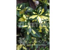 Euonymus fortunei Sunspot ��������� ������� ������� 2 ltr € 3,91 293,46�..jpg
