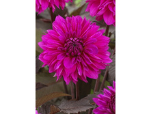 81,8���. �������� ������ ����(�������� ���� �� 1 ��., ����������� ����� 1��.).jpg