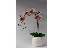 ������� ����������.