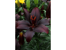 36,58���. ����� ���� ����(��� 5 ��. ���������� �� 2��.)���17.jpg