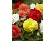 56,1���. ������� ������� �����(�������� ���� �� 4 ��., ����������� ����� 1��.).jpg