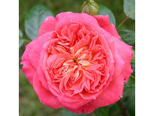 Rosa floribunda Queen Of Hearts.jpg