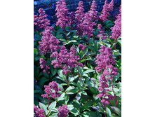 Rodgersia pinnata Superba ��������� �������� ������� € 1,44 105,12���..jpg