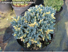 118,4���. ������������ Juniperus squamata Floriant_P9 10-15.jpg