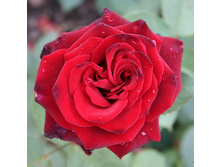 Rosa tea hybrid Mildred Scheel.jpg