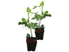 ����� ������ (�����) �� ������ 9�30. 318,15 ���.jpg