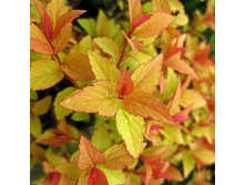 122���. ������ �������� ��������.jpg