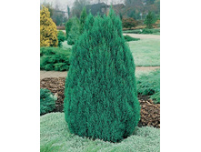 92���. ������������ Juniperus chinensis Stricta_P10,5.jpg
