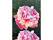 203,7���. ���� ��������(�������� ���� �� 1 ��., ����������� ����� 1��.)���17.jpg