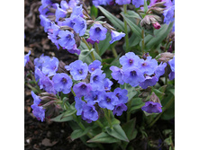 Pulmonaria Blue Ensign �������� ��� ������ € 1,09 79,57���..jpg