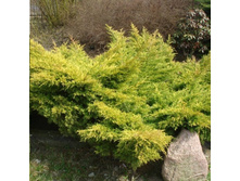 92���. ������������ Juniperus media Old Gold.jpg