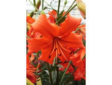 38,28���. ����� ���� �������(��� 5 ��. ���������� �� 2��.).jpg