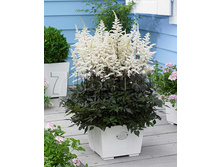 Astilbe Cappuccino�������� ���������€ 1,13 82,49 ₽.jpg