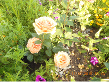 DSCN1527.JPG