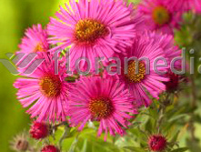 87,65���. ����� �������� �� ���� ������(�������� ���� �� 2 ��., ����������� ����� 1��.)���16.jpg