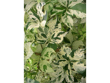 Parthenocissus quinq. STAR SHOWERS ������� �������� ��������������� ���� ����� 2 ltr € 6,52 489,21�..jpg