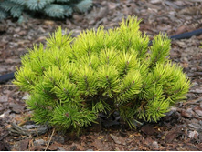 403,5���. ����� Pinus mugo Ophir