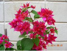 ����������� Double Lilarose - ������ �������� ....