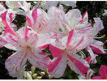 ������ ������� �����-398