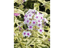 114,5���. ����� ���� �� �� �����(�������� ���� �� 2 ��., ����������� ����� 1��.)���17.jpg