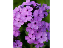 84,5���. ����� ��� ����(�������� ���� �� 2 ��., ����������� ����� 1��.).jpg