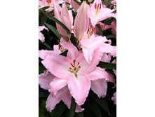 28,51���. ����� ��������(��� 7 ��. ���������� �� 2��.)���17.jpg