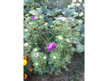 IMG 20160820 180232.jpg